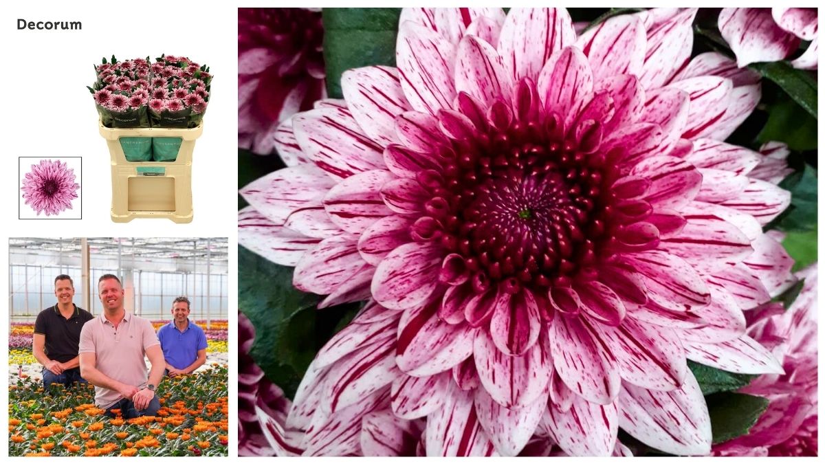 Chrysanthemum Pip by Arcadia Chrysanten Chrysanthemum Pip by Arcadia Chrysanten