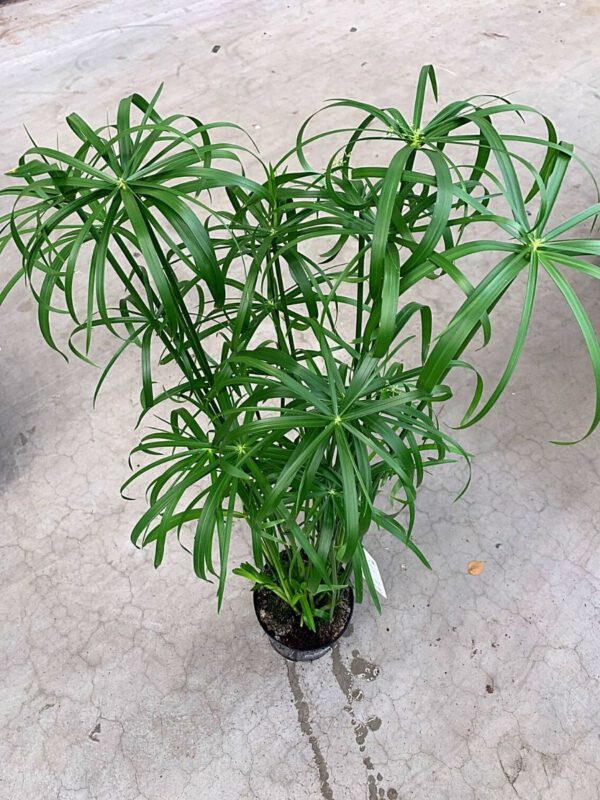 25 Best Plants for Fall 2020 - Cyperus Glabor