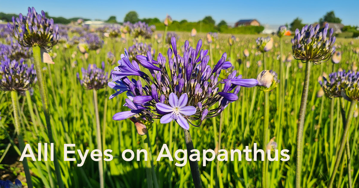 Van Diepen Flowers Agapanthus