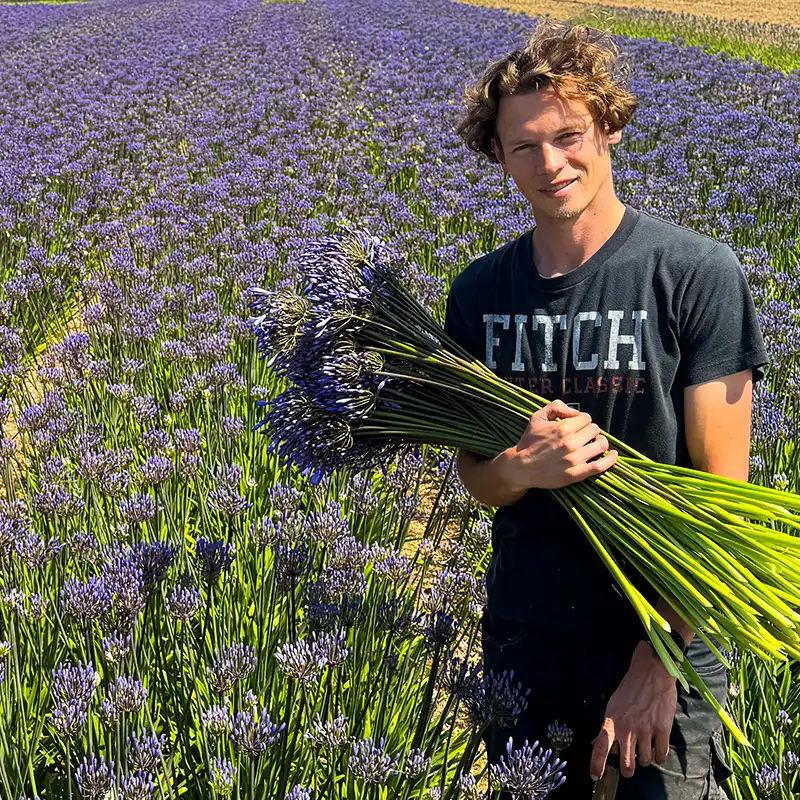 Van Diepen Flowers Agapanthus