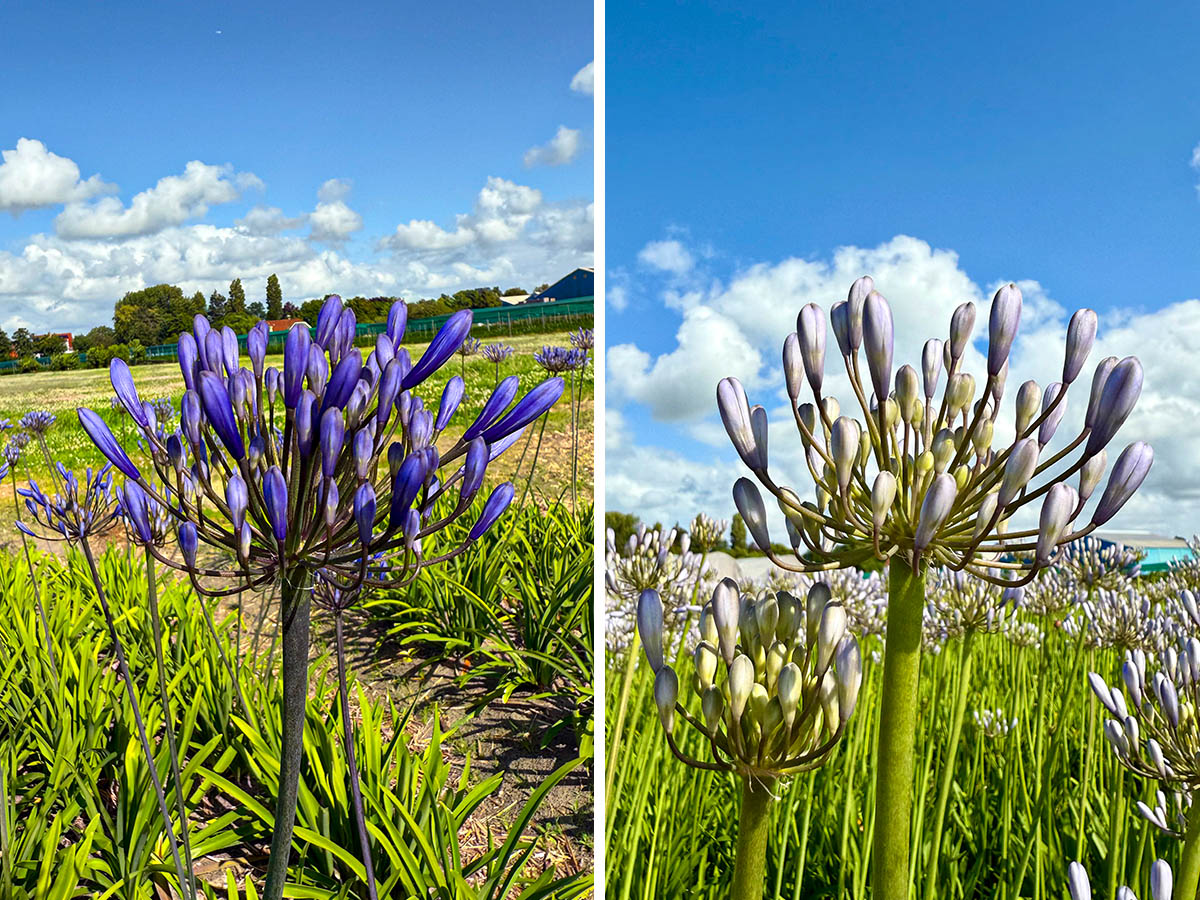 Agapanthus Dr Brouwer and Silberpfeil Agapanthus Dr Brouwer and Silberpfeil