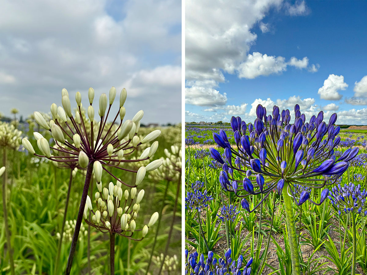 Agapanthus Barcelona and Davos Agapanthus Barcelona and Davos