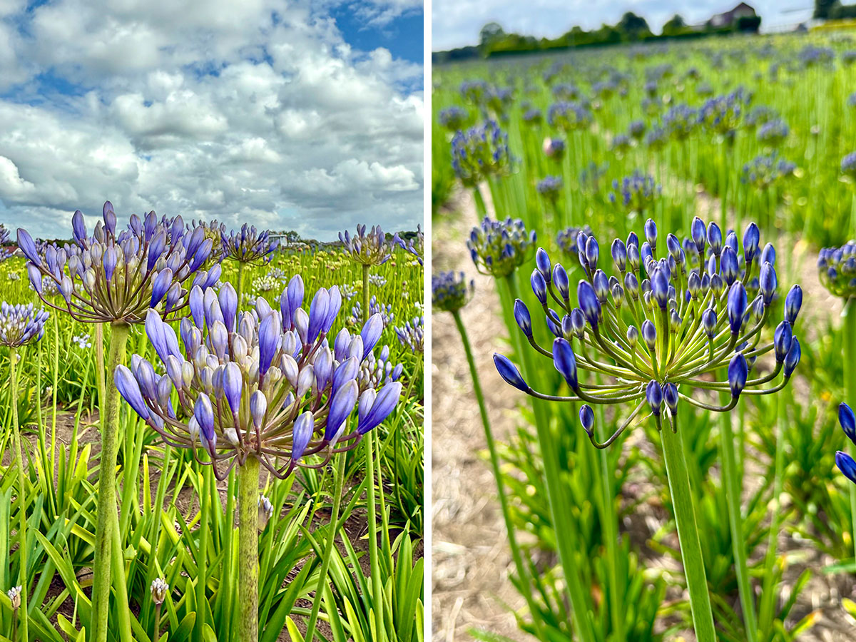 Agapanthus Valencia and Suzan Agapanthus Valencia and Suzan