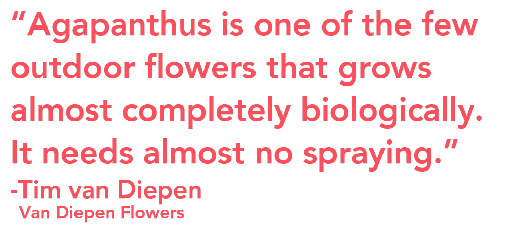 All I Am Tim Van Diepen Agapanthus quote