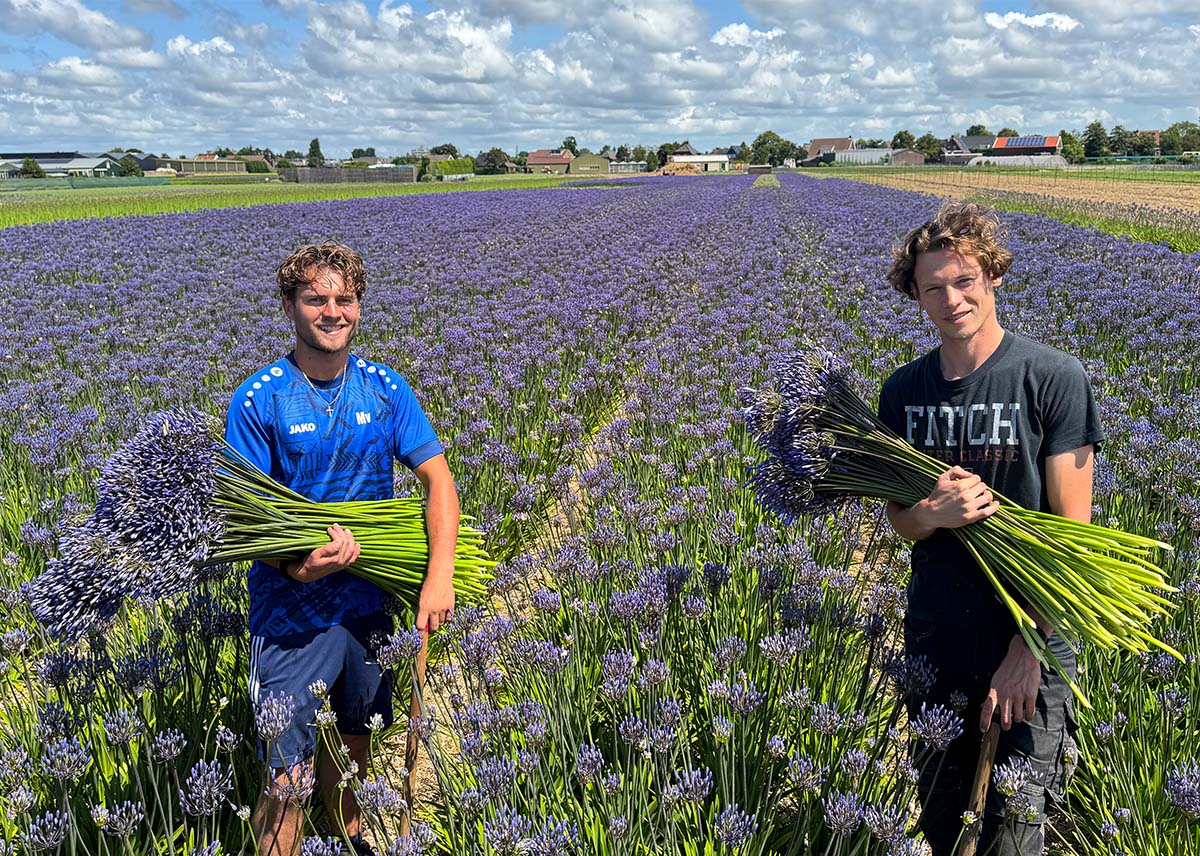All I Am Agapanthus Tim van Diepen in field All I Am Agapanthus Tim van Diepen in field