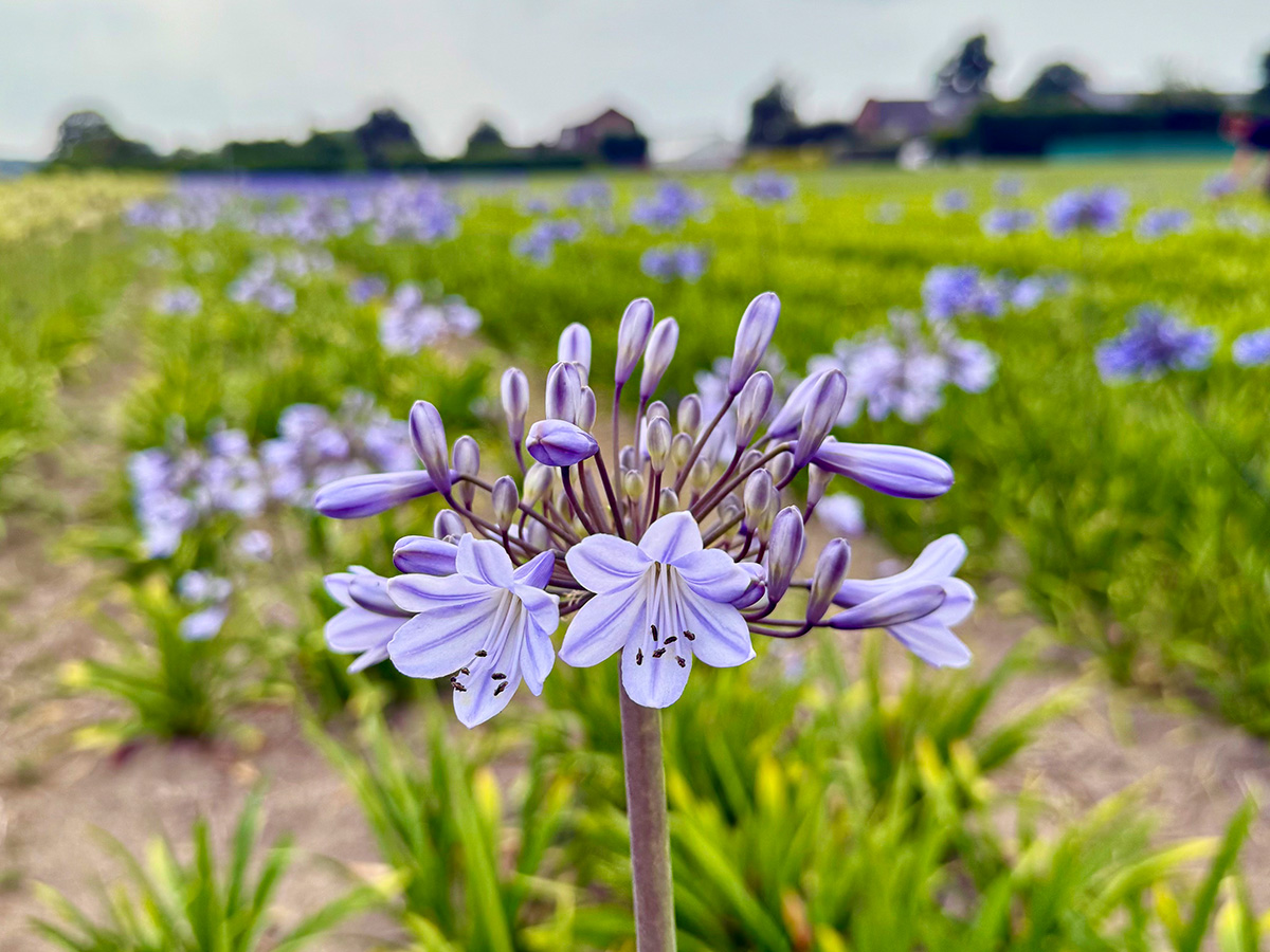 Van Diepen lilac Agapanthus in field