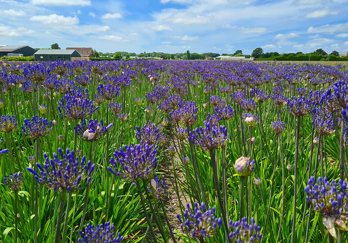 Van Diepen Agapanthus field