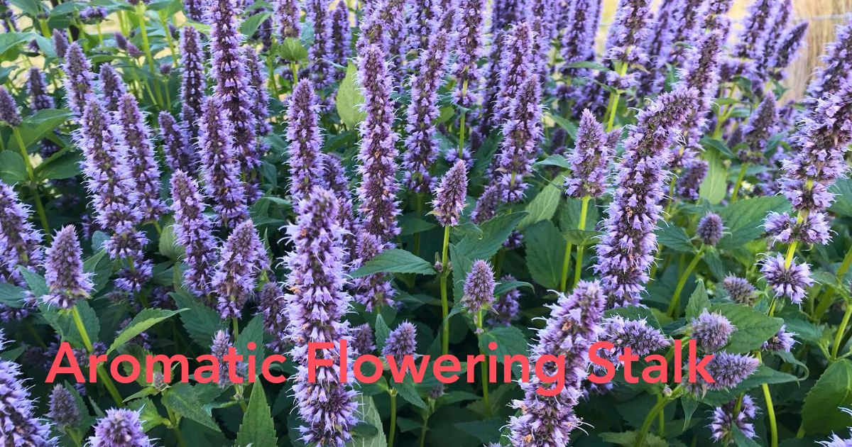Agastache Plant - Growing Agastache and how to Plant Agastache - Thursd Article Header Image
