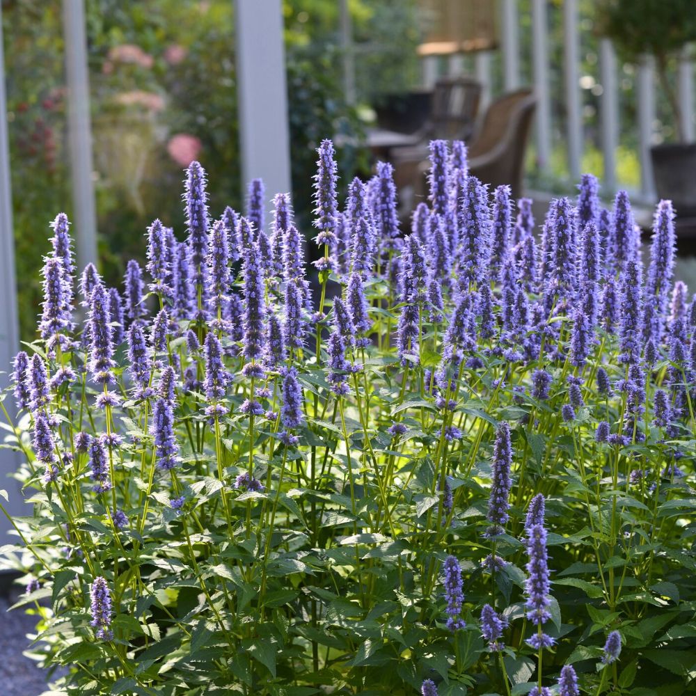 Blue Fortune Agastache plant growing agastache aka giant hyssop - a winter hardy plant
