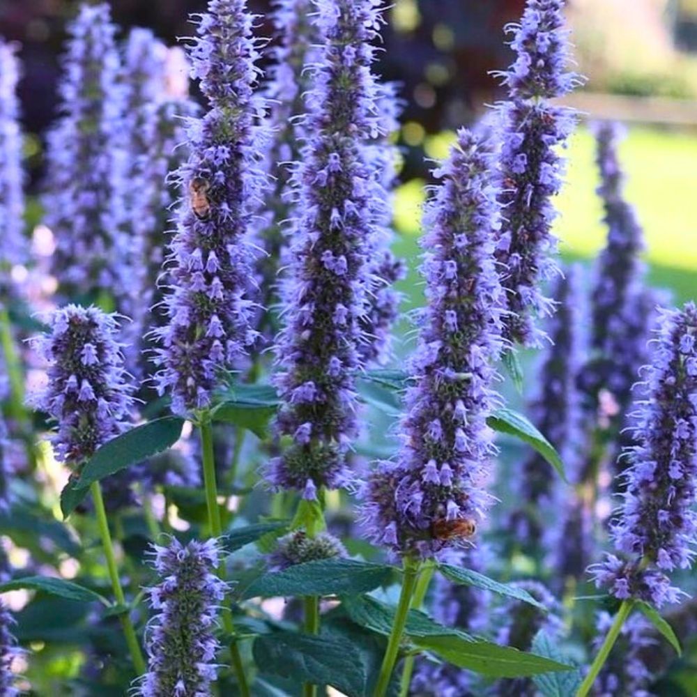 Blue Fortune Agastache the typical colored flowers of agastache range from purple, blue to pink - Inset: Blue Fortune Agastache