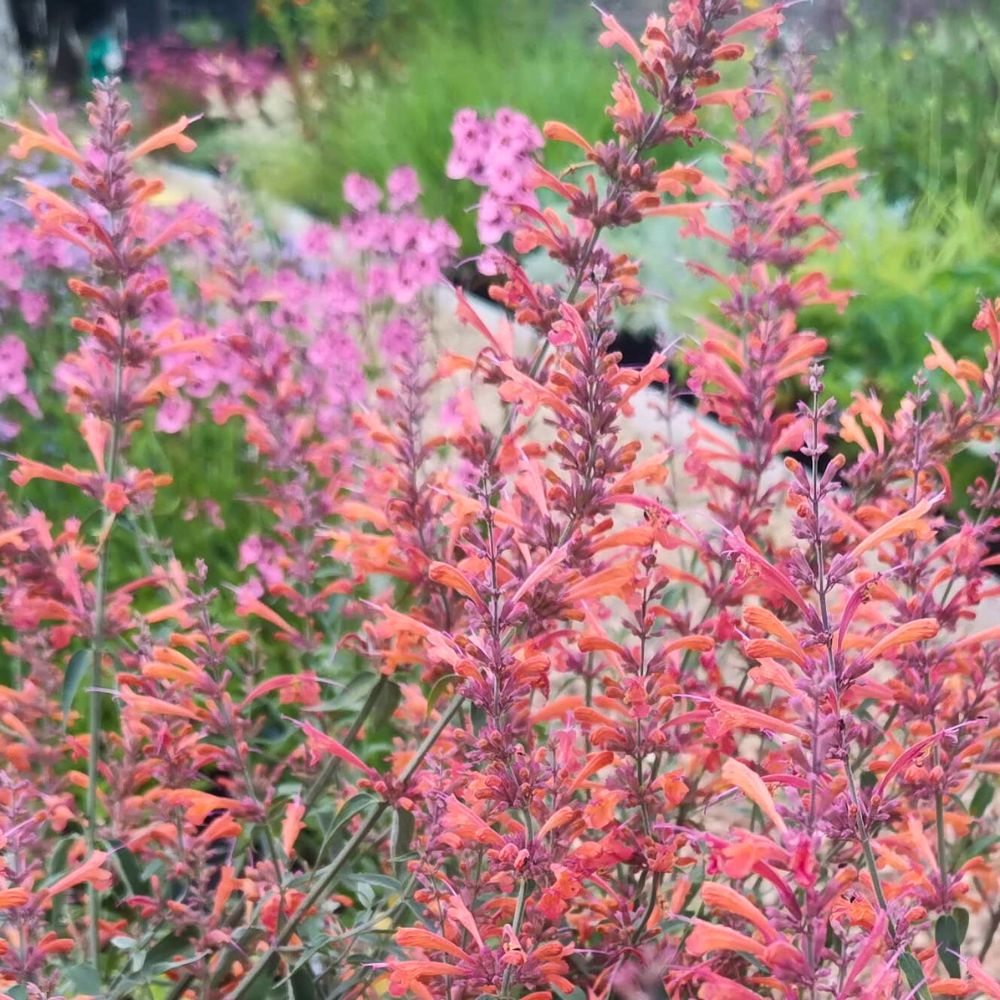Agastache Firebird typical pink shades the flowers and foliage when growing agastache - Agastache Firebird