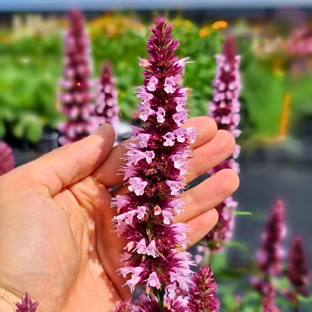 Beautiful Agastache pink flower Agastache Plant is known for its winter hardiness and is known to attract butterflies