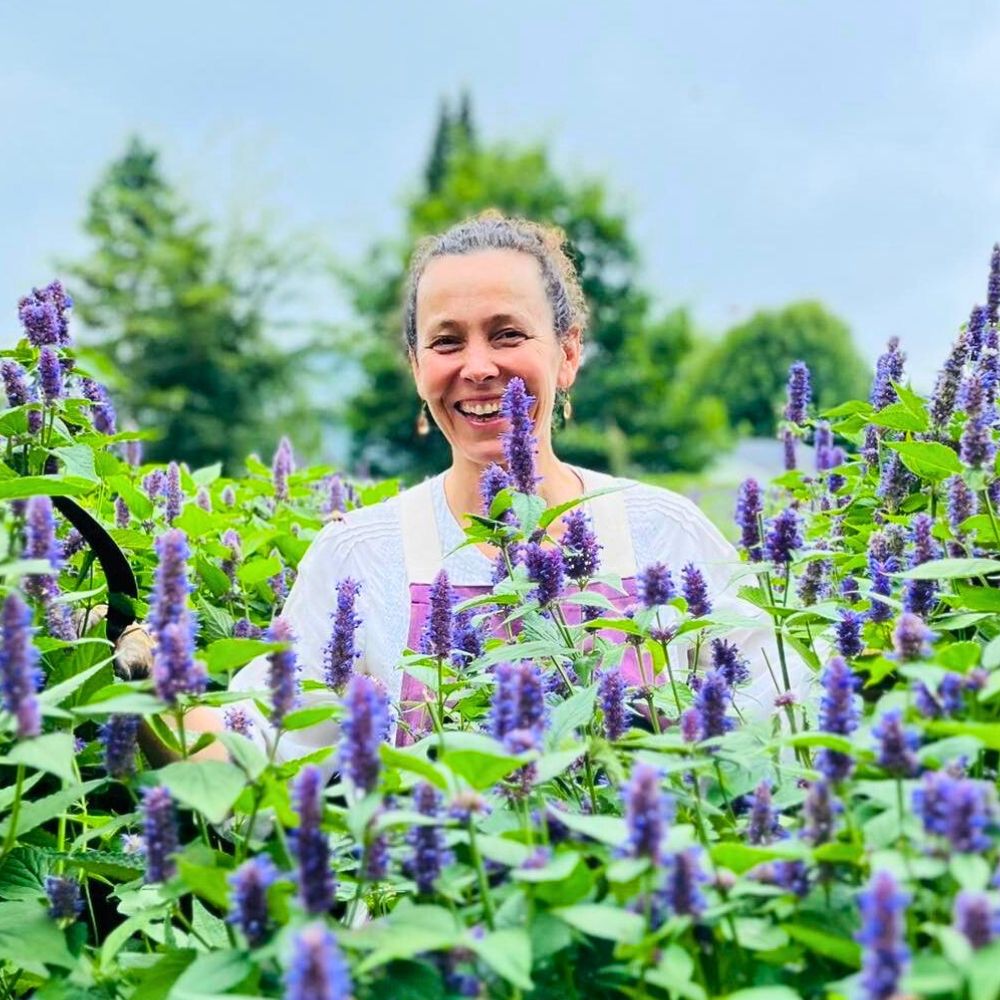 Anise Hyssop also know as Agastache plant Agastache Plant, also recognized as agastache blue fortune, or purple giant hyssop is popular among garden plants