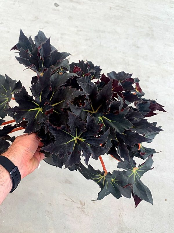 25 Best Plants for Fall 2020 - Begonia 'N&S Black Fang'
