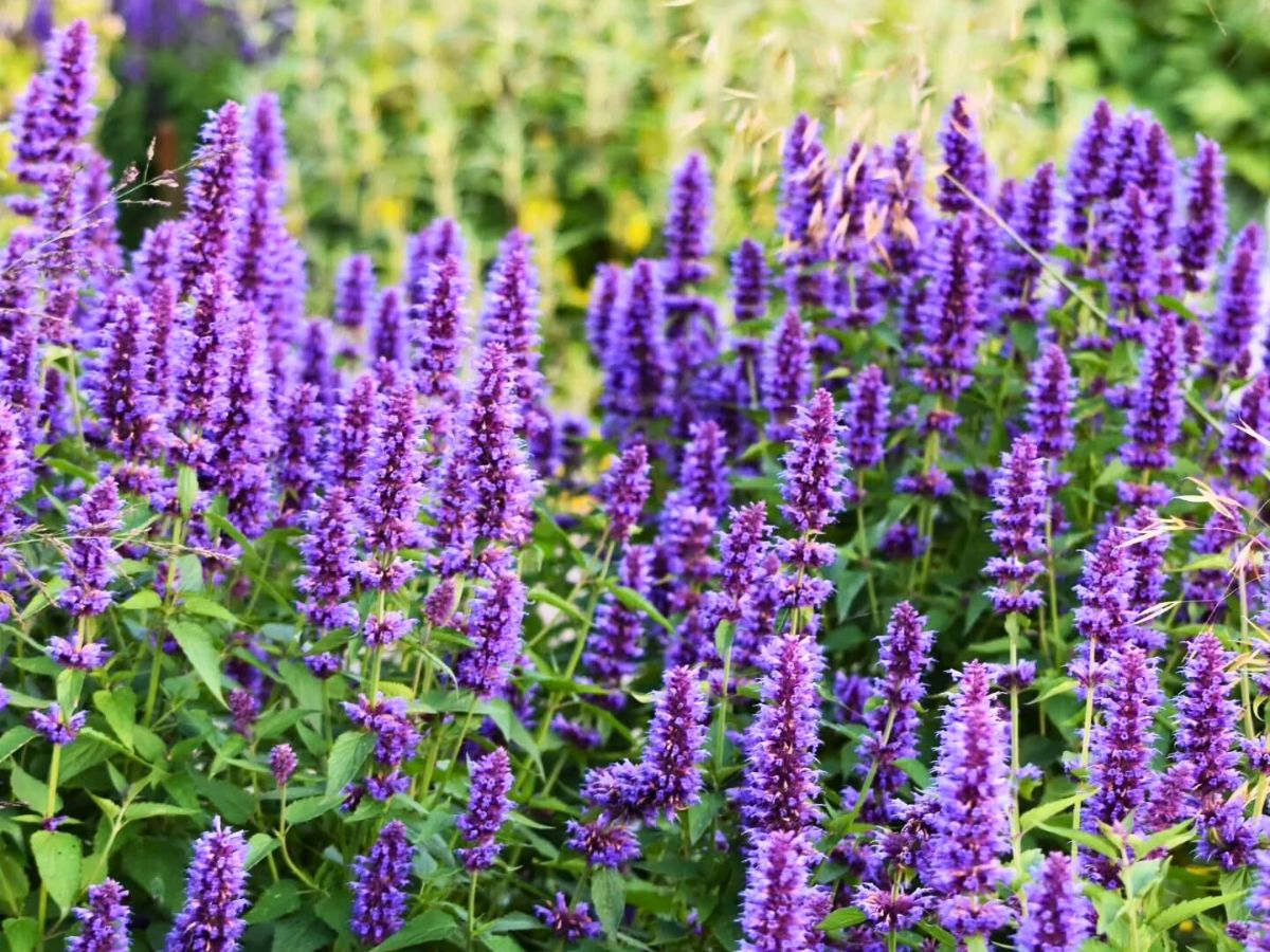 Agastache plant Blue Boa flowering in a garden Agastache Plant is attractive for hummingbirds, bees and butterflies - Inset Agastache plant Blue Boa