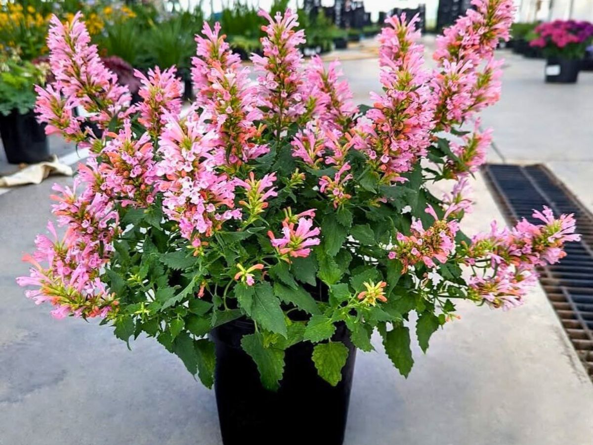Potted Agastache Plant different agastache varieties exhibit variance in terms of foliage and flower colors - Inset potted Agastache plant