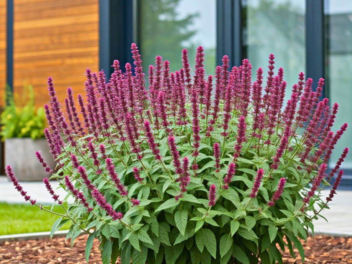 Red toned Agastache plant in a garden Agastaches are considering long lasting bloomers and can flower summer long