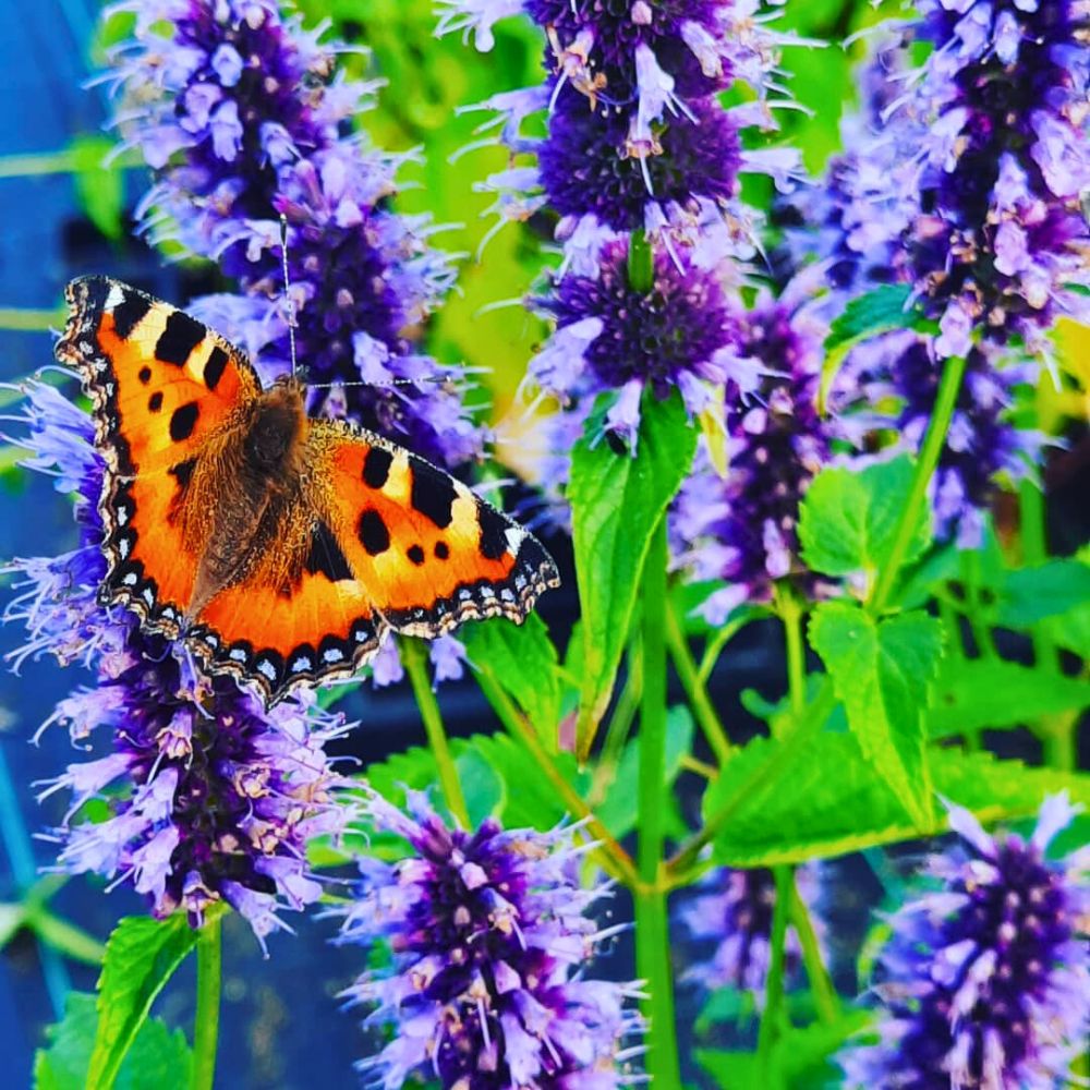 Agastache plant is a pollinator magnet Agastache Plant with flowers attracting beautiful butterflies and bees