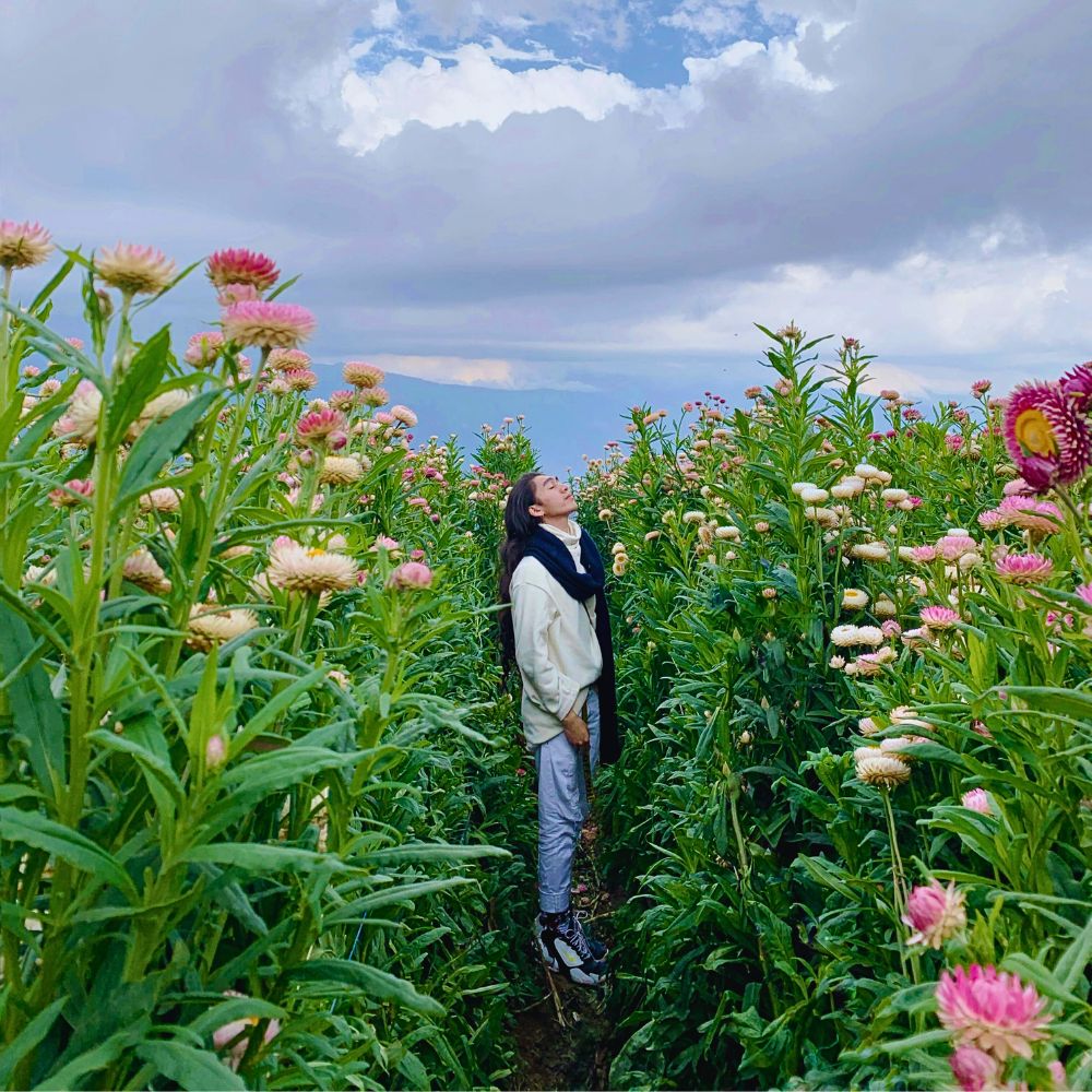 Tall flowering plants Do Plant Height and Stature Affect Flower Production and Reproductive Success?