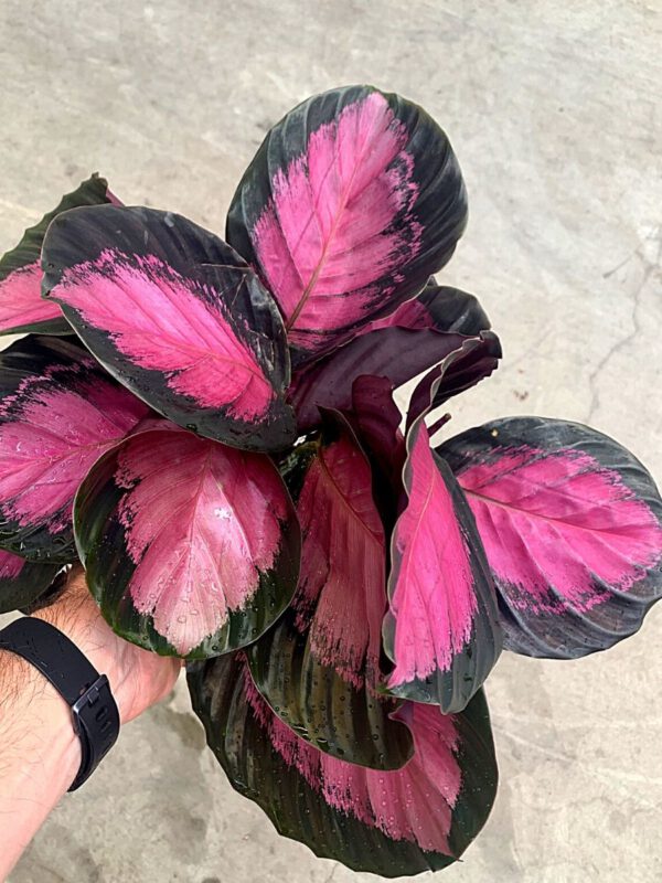 25 Best Plants for Fall 2020 - Calathea Rosepicta 'Crimson'