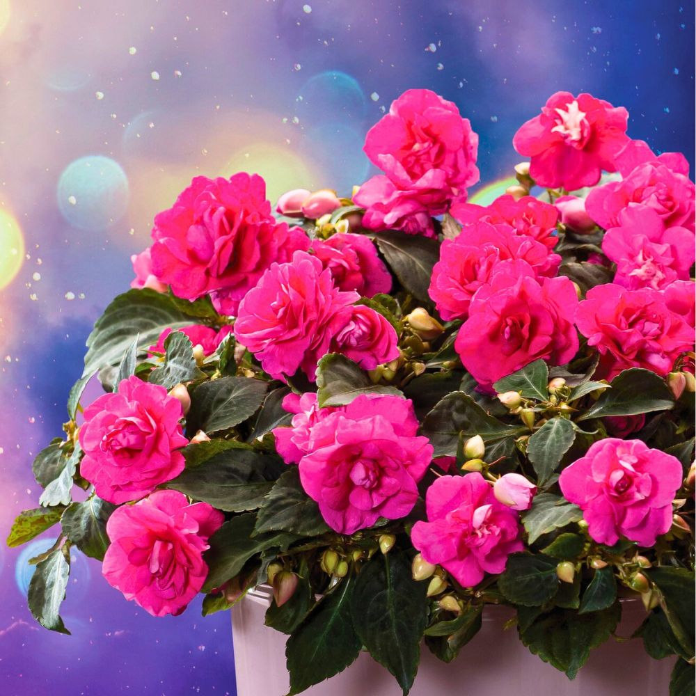 Impatiens Glimmer Series from Florensis Impatiens