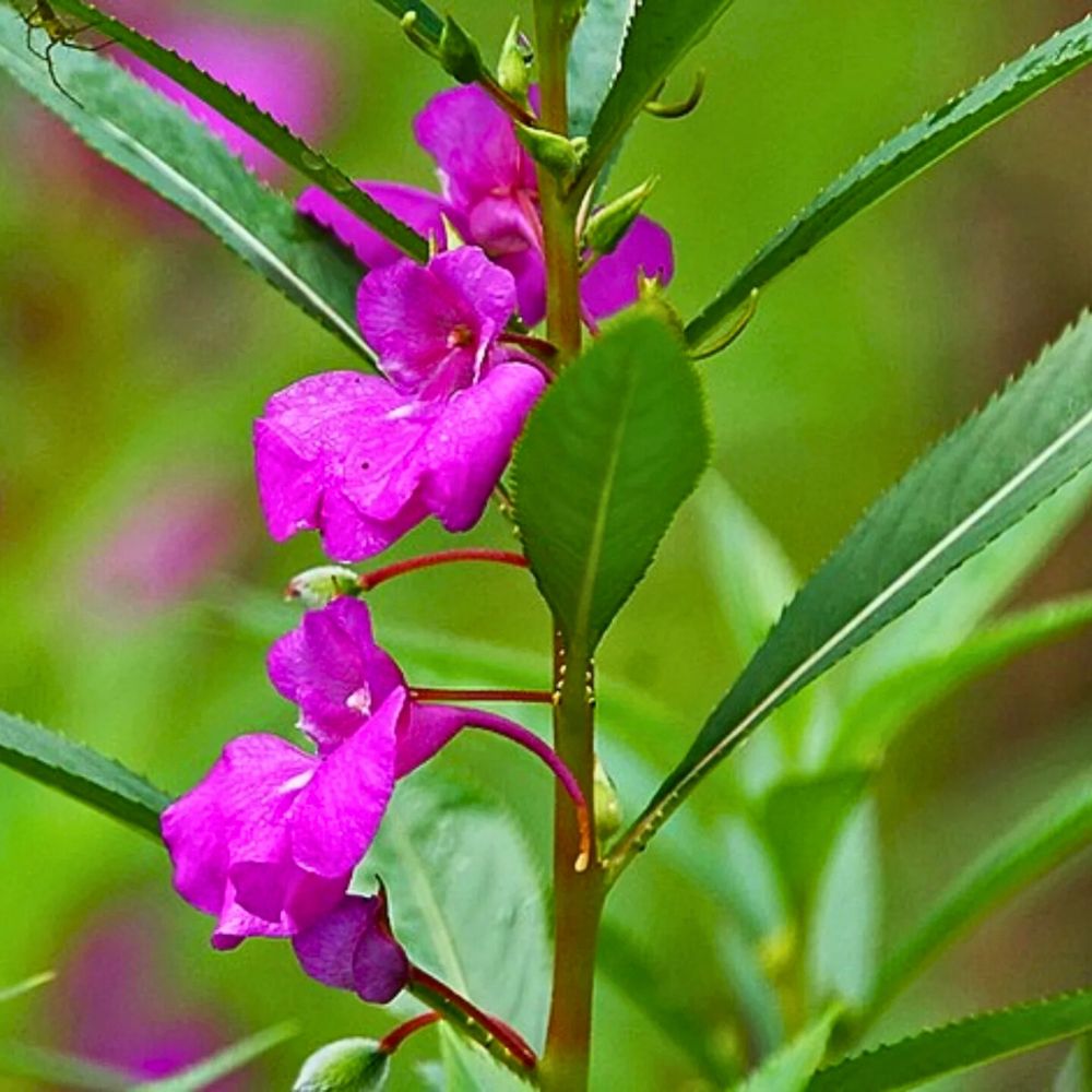 Impatiens balsamina Impatiens
