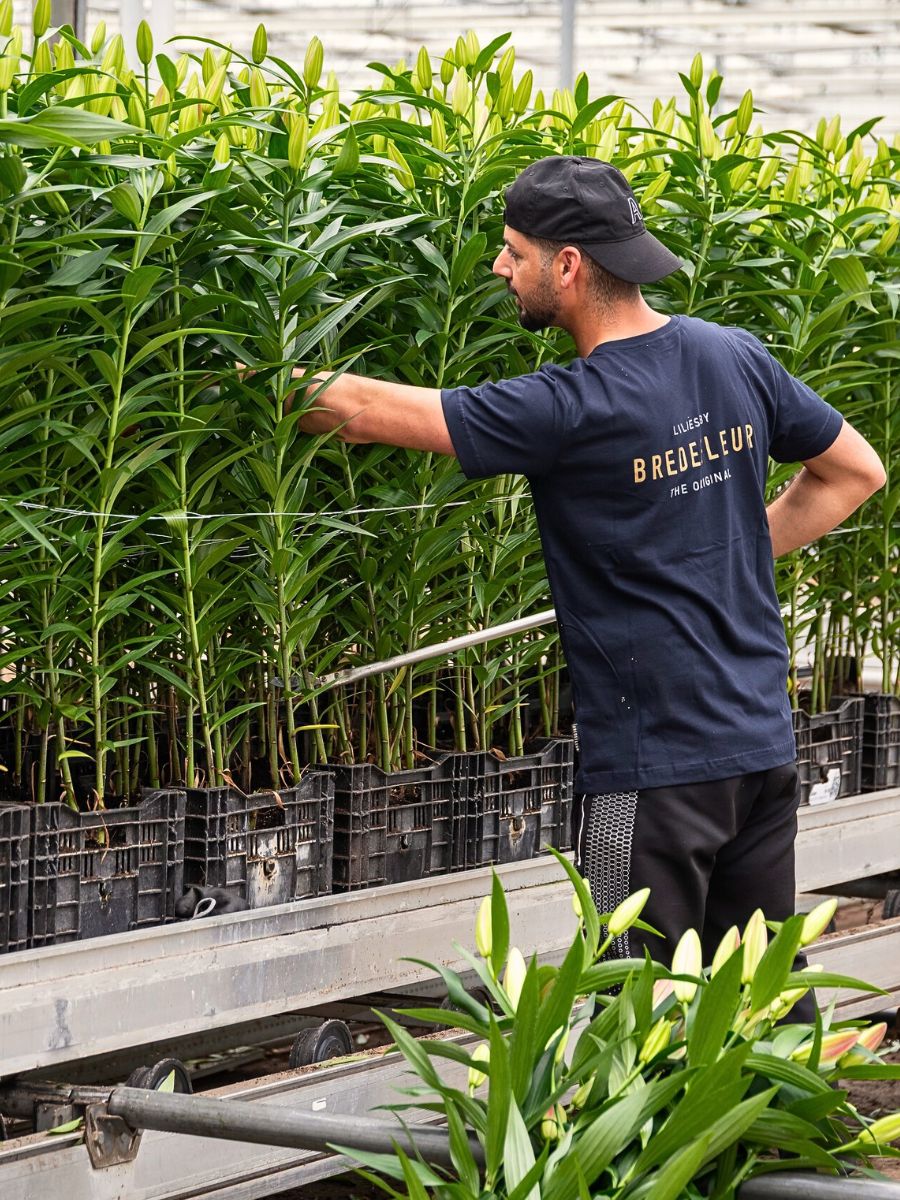 Lilies Does a Plant’s Height and Stature Affect Its Flower Production and Reproductive Success?