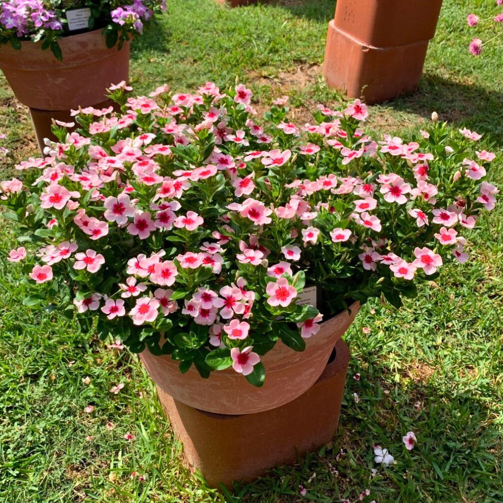 impatiens Nirvana Imara XDR from syngenta Impatiens