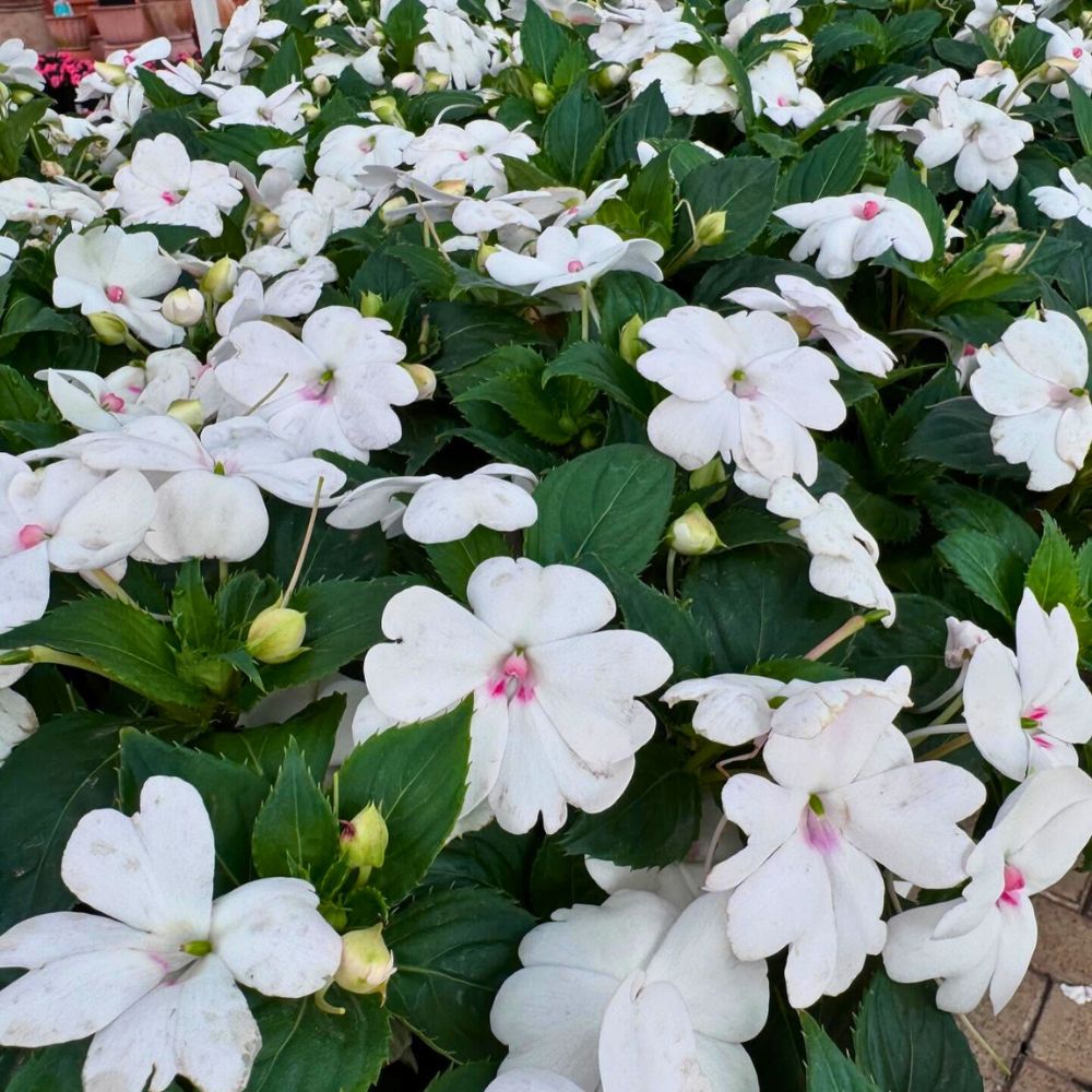 impatiens Solarscape Impatiens