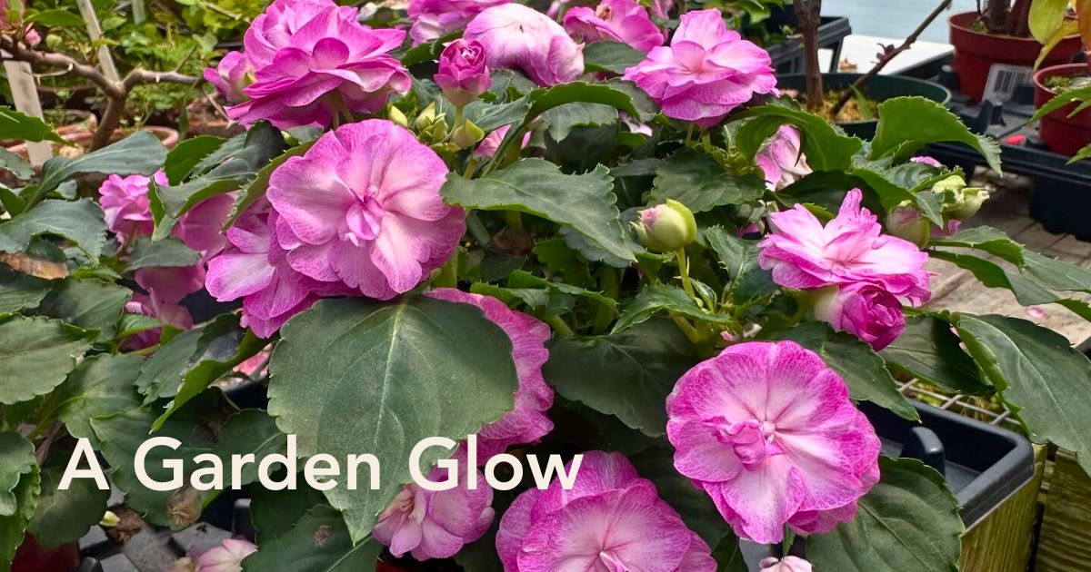 Impatiens