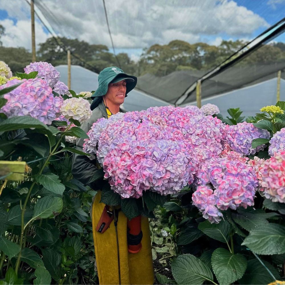 Hydrangeas Does a Plant’s Height and Stature Affect Its Flower Production and Reproductive Success?