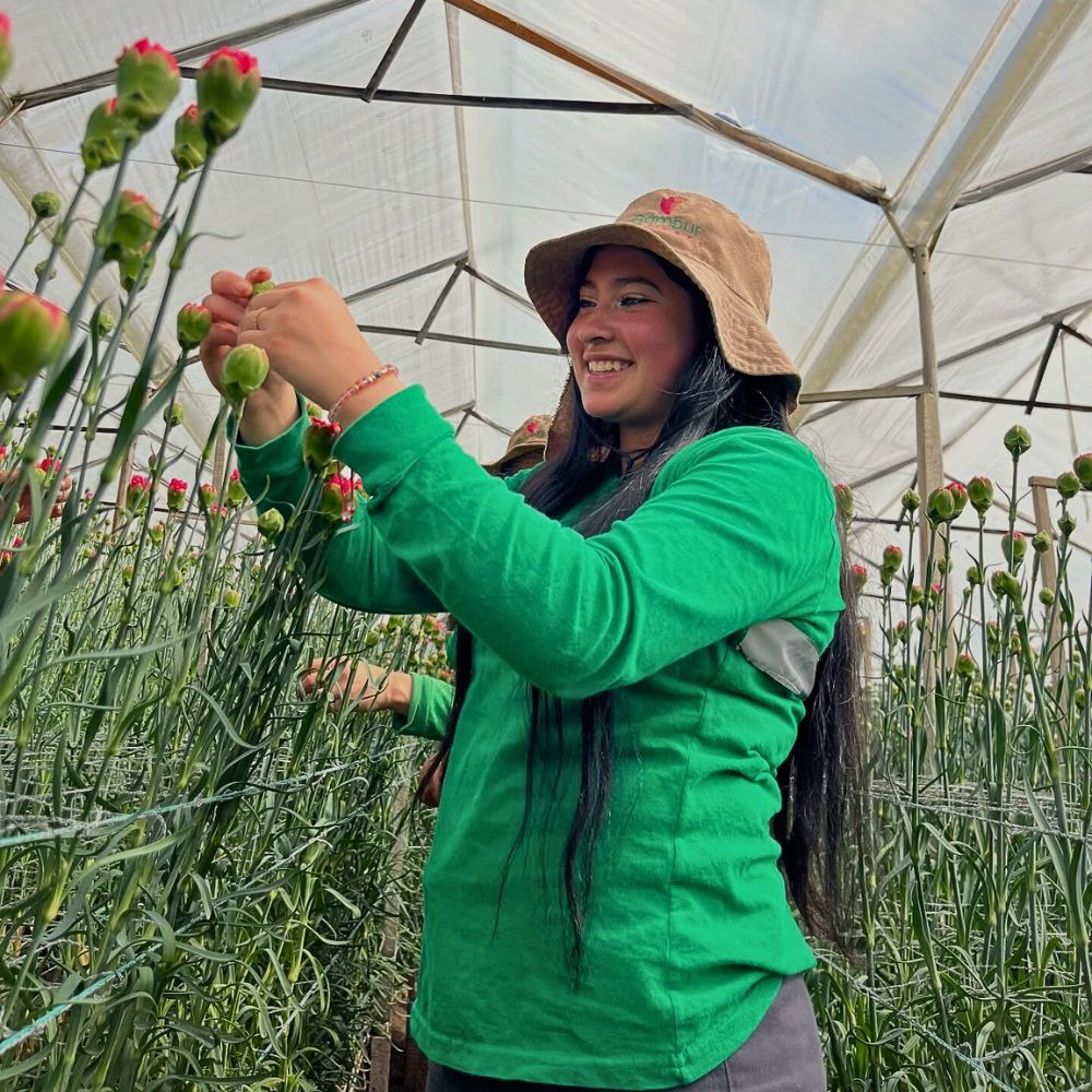 Carnation Do Height and Stature Influence Plants’ Flower Production and Reproduction?