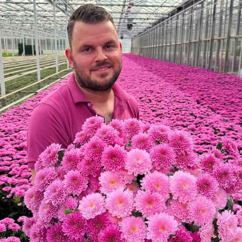 Sander from Leen Middelburg Chrysanten with Chrysantemum Fabienne Purple and Fabienne Sweet