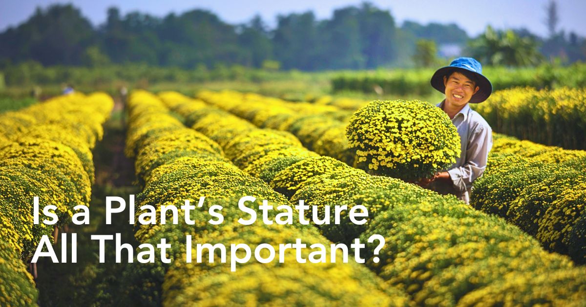 Do Height and Stature Influence Plants’ Flower Production and Reproduction?