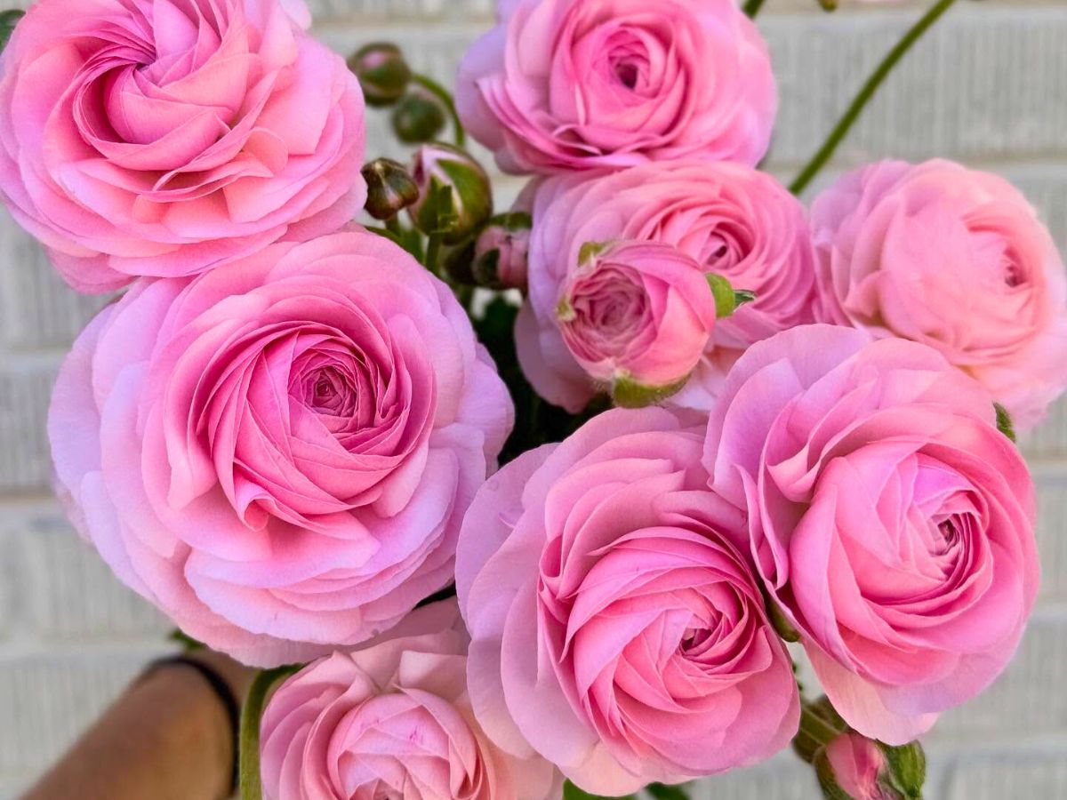 Pink Ranunculus 10 Questions to Colleen Fagundus