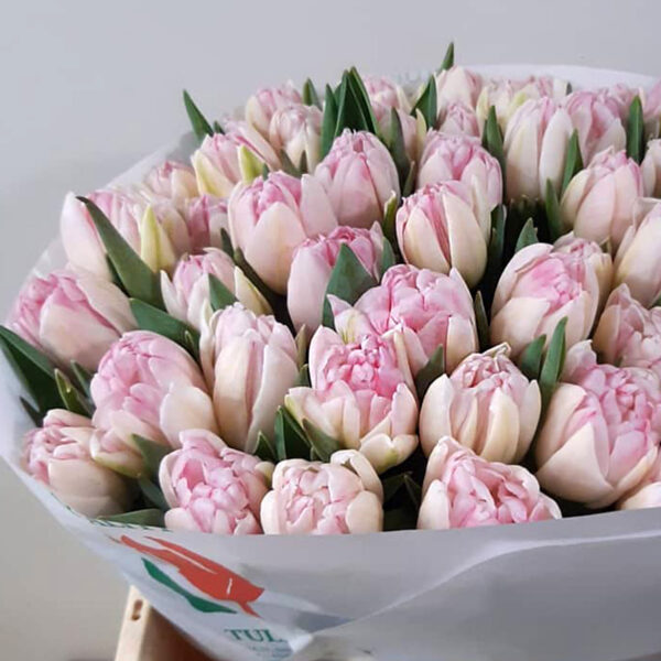 Marco Stengs' Amazing Tulips for 2021