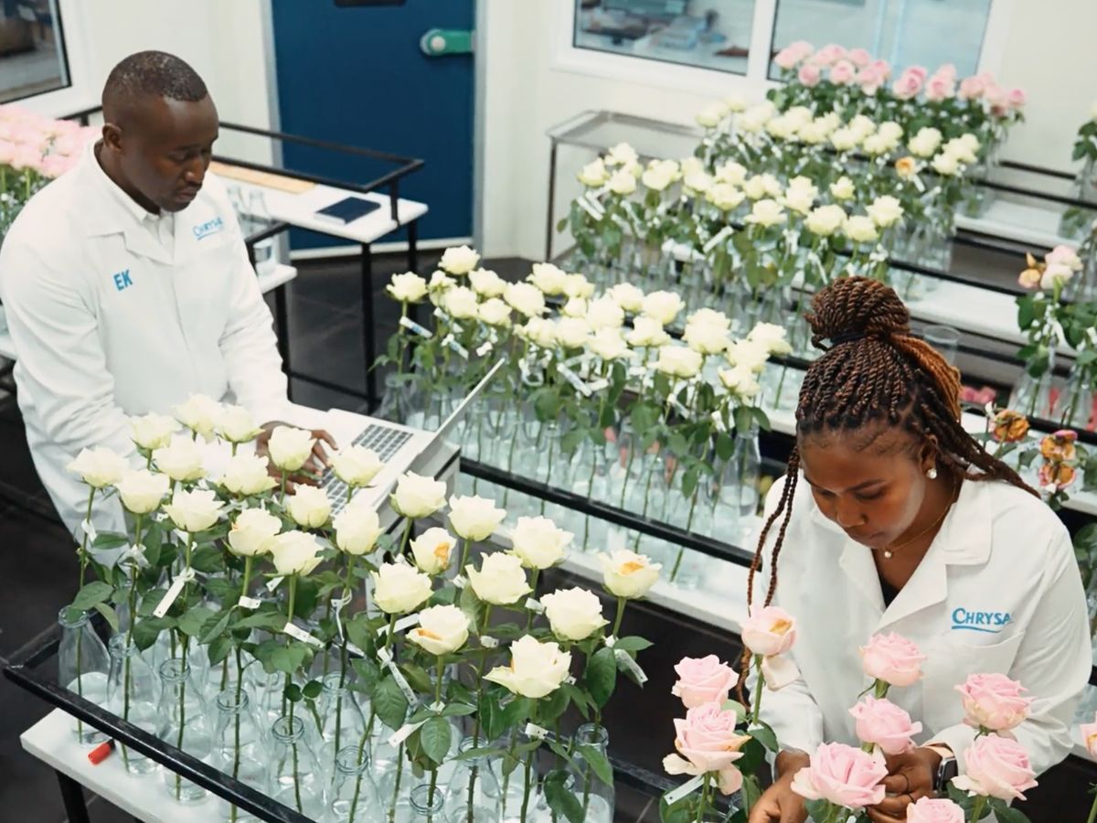 Chrysal vase life testing Chrysal and Lima Labs are fundamentally transforming the floriculture value chain more sustainably and profitably, while enhancing its production.