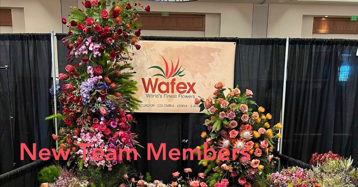 Wafex new team members
