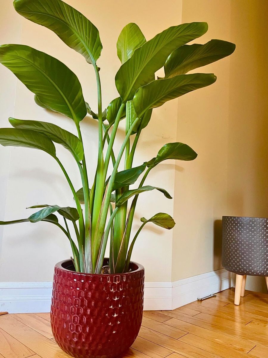 Bird of Paradise plant a 4 feet tall Strelitzia Nicolai in a beautiful red honeycomb pot