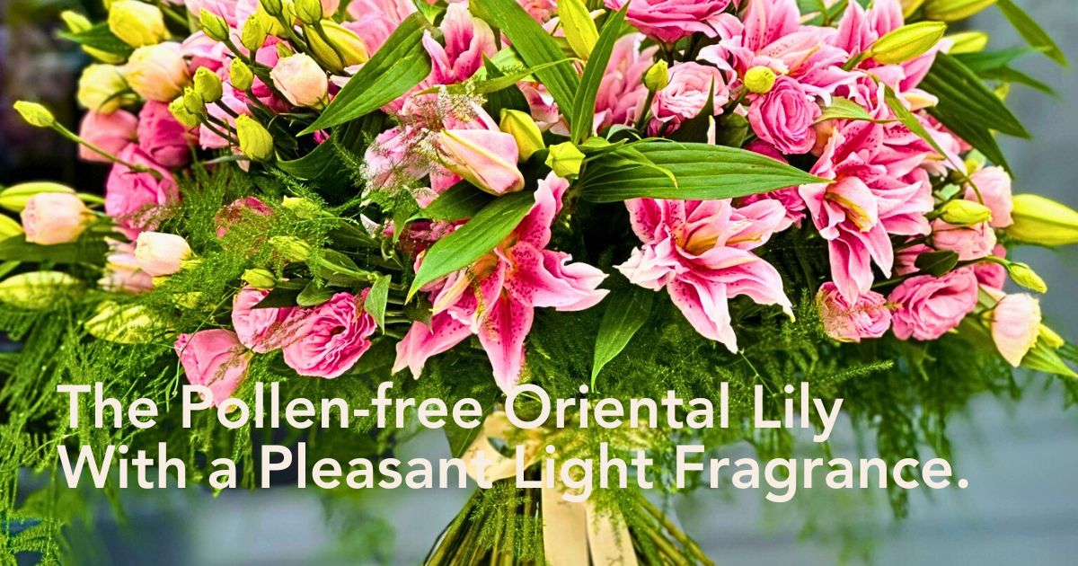 Guide To Roselily Flower Symbolism, Varieties and Care Tips - Thursd Article - Header Image