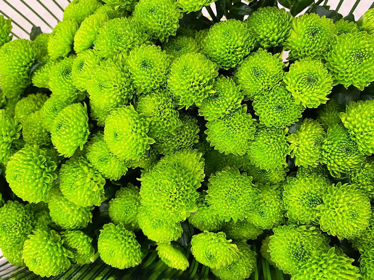 Chrysanthemum Santini Country C van Wijk