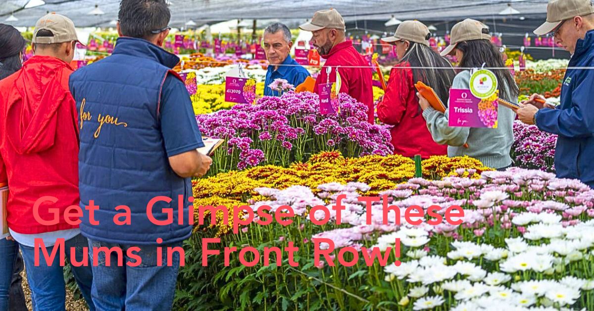 Chrysanthemum week in Colombia