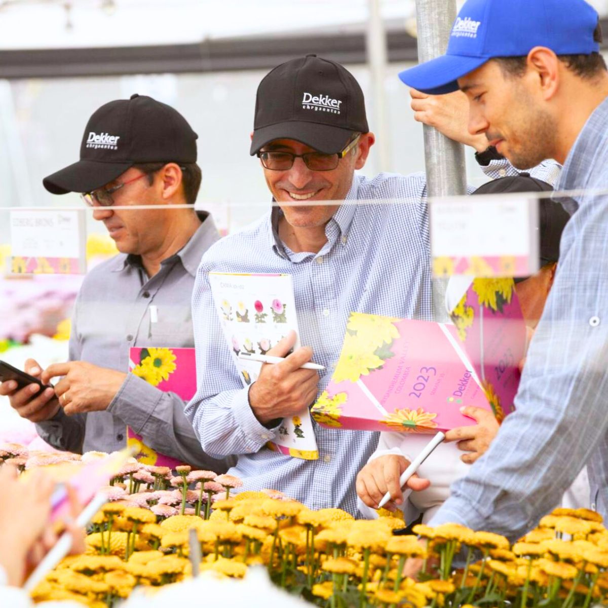 Dekker Chrysanthemums present at Chrysanthemum week