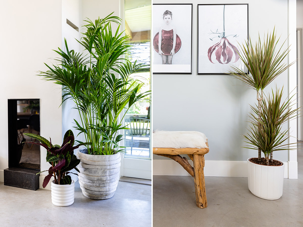 Air So Pure living rooms with kentia and dracaena Air So Pure living rooms with kentia and dracaena