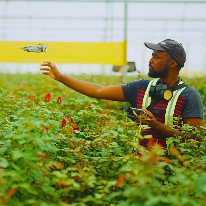 Lima Labs and Chrysal Revolutionizing Flower Cultivation Using Technology