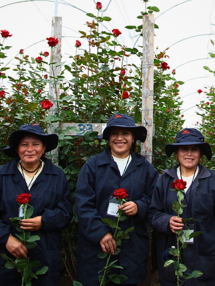 Tall roses For Successful Flowering and Production, Does a Plant’s Height Matter?