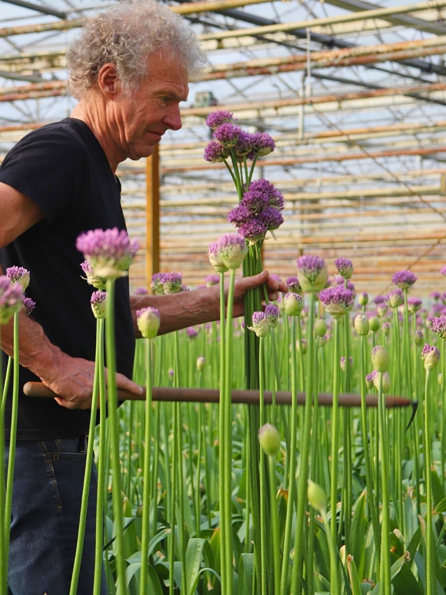 Allium flowers For Successful Flowering and Production, Does a Plant’s Height Matter?