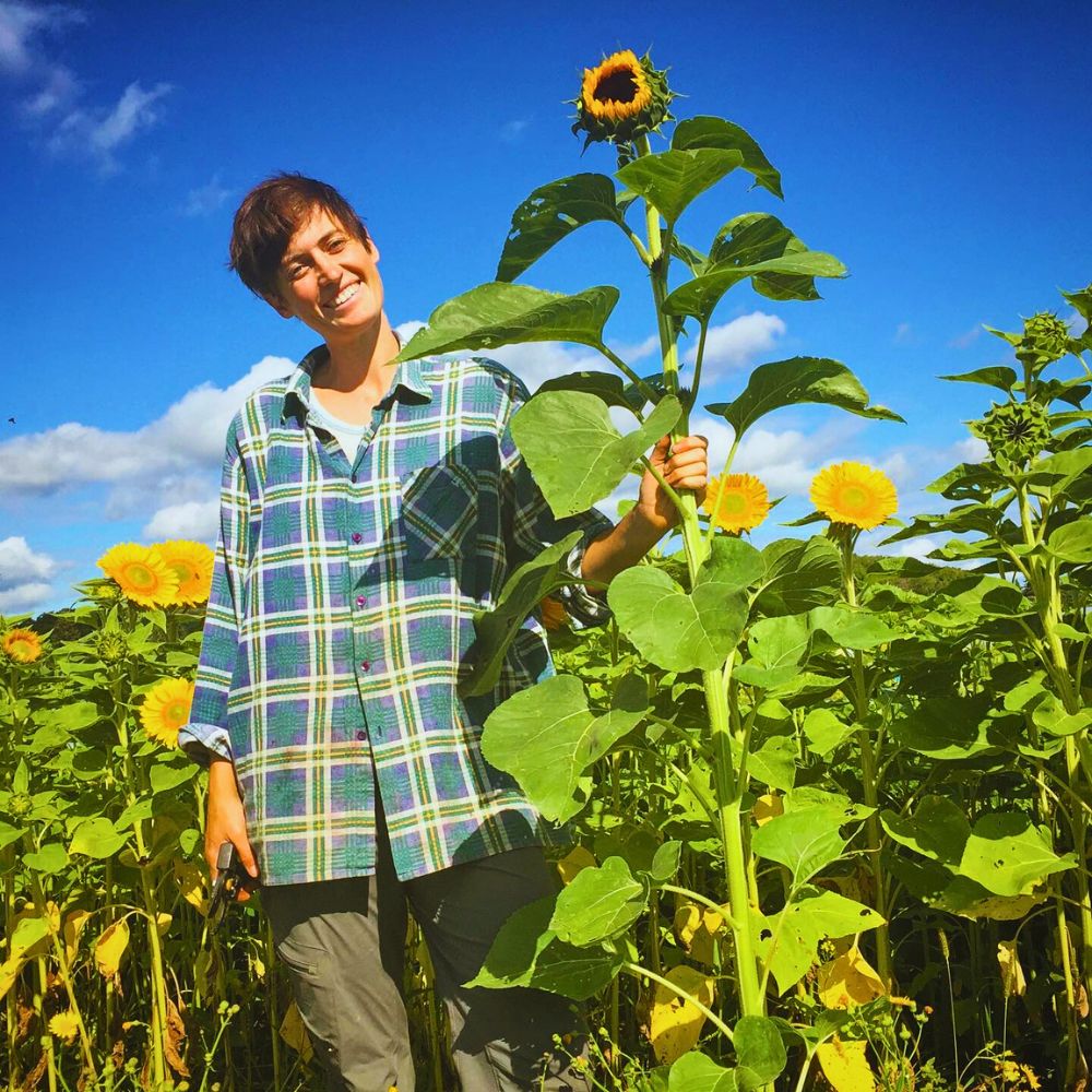 Sunflower For Successful Flowering and Production, Does a Plant’s Height Matter?