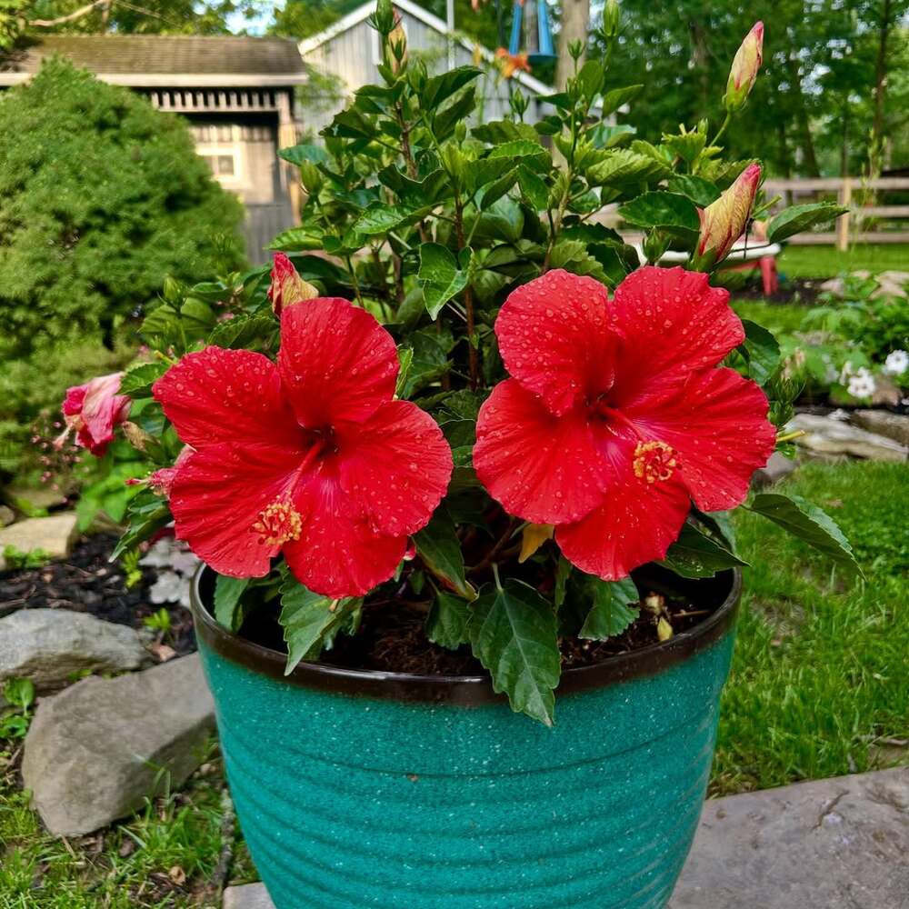 scented hibiscus flowers flowerpot scented hibiscus flowers flowerpot