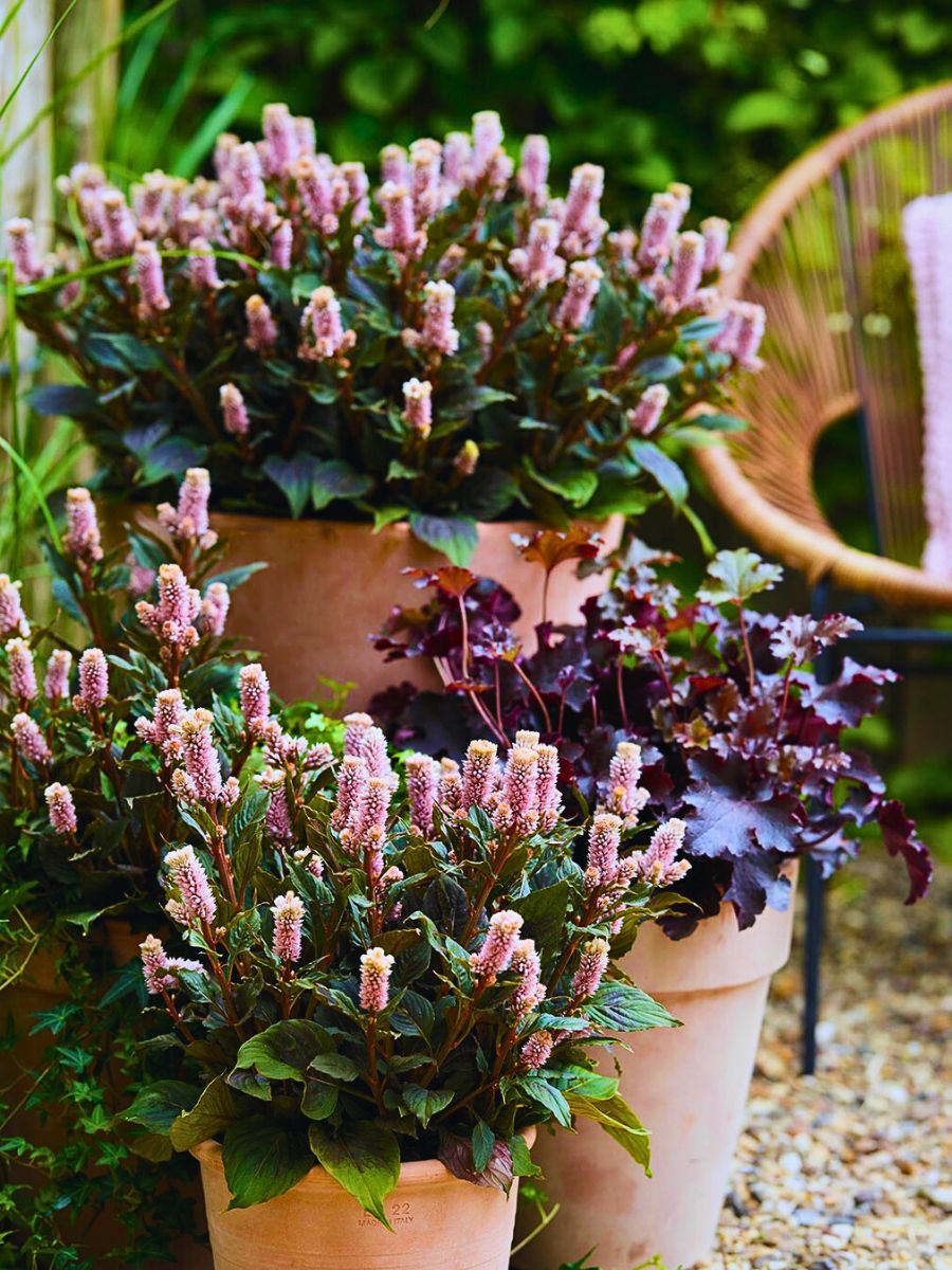 Flowers in the garden Contemporary Gardens Offer a Fresh Take on Modern Outdoor Living